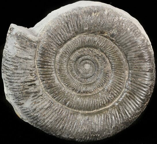 Dactylioceras Ammonite - UK #42669